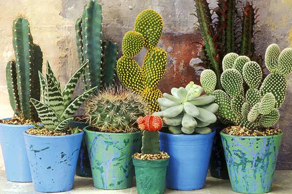 Negative signs about cacti