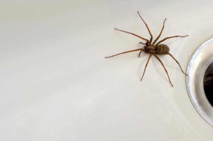 паук в ванной