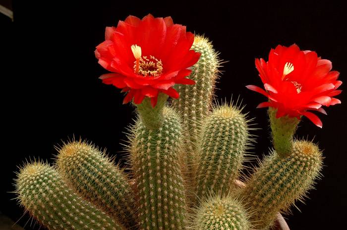 According to Feng Shui: these plants will bring happiness and prosperity to your home