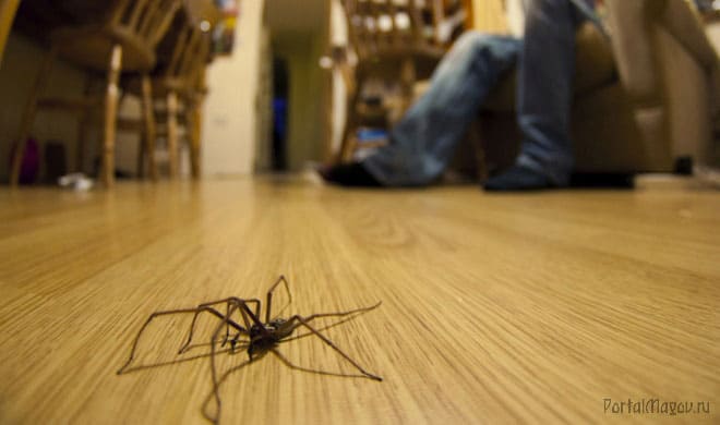 Примета про паука в квартире