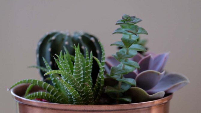 Plants for the home in Feng Shui