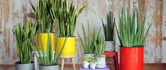 Plants according to Feng Shui
