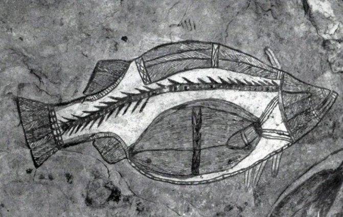 «Рентгенографическое» наскальное изображение рыбы-тотема
