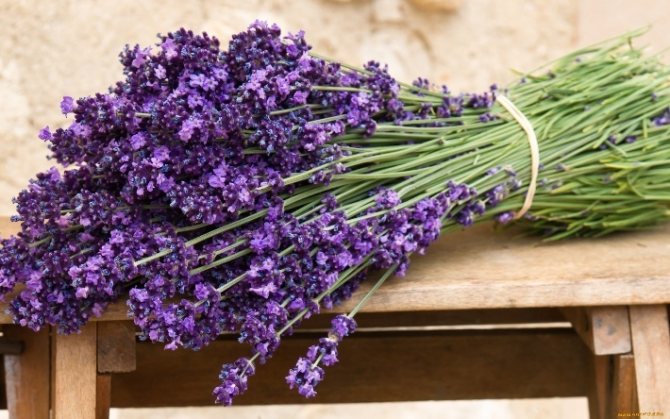 Rituals for love with lavender