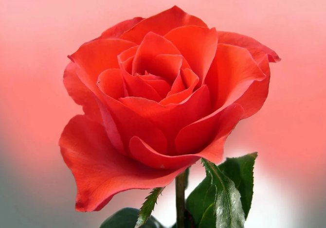 Роза для гадания на любовь по лепесткам