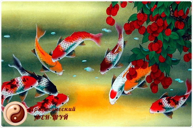 fish in feng shui