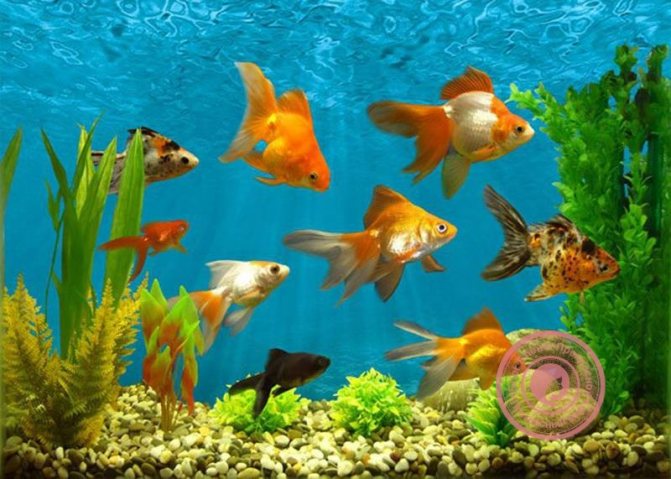 сколько рыбок должно быть в аквариуме по фен шуй
