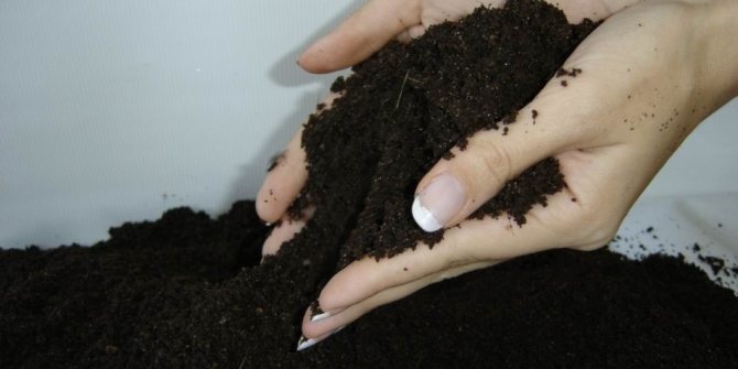 A girl holds a mixture of soil in her hands before pouring it into pots for replanting Kalanchoe