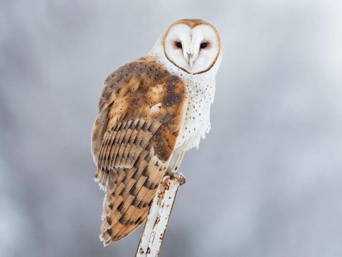 Owl on a white background.