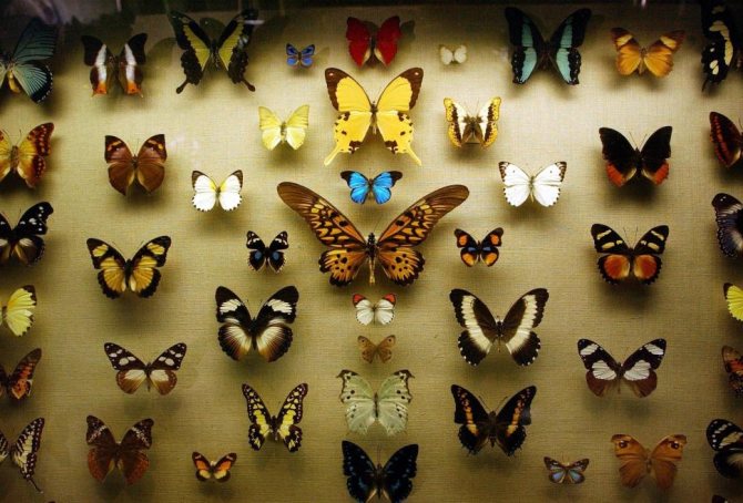 стена из бабочек