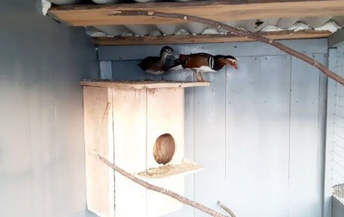 Утки-мандаринки в гнезде