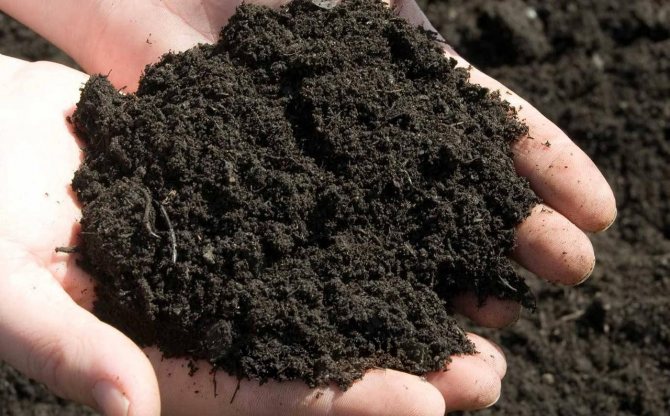 They are going to erect a monument to Ukrainian black soil in Kyiv | Seeds 