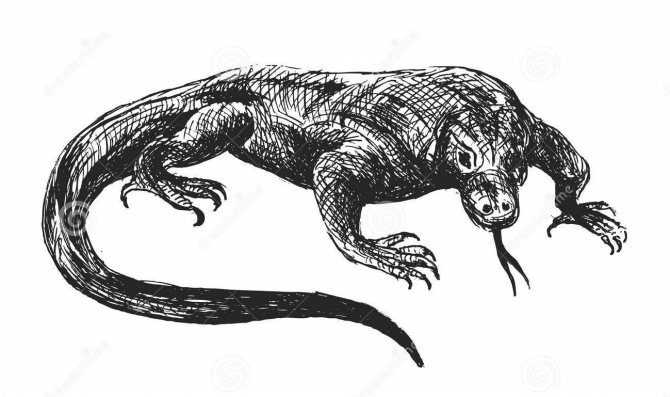Variant of a tattoo sketch in the form of a monitor lizard