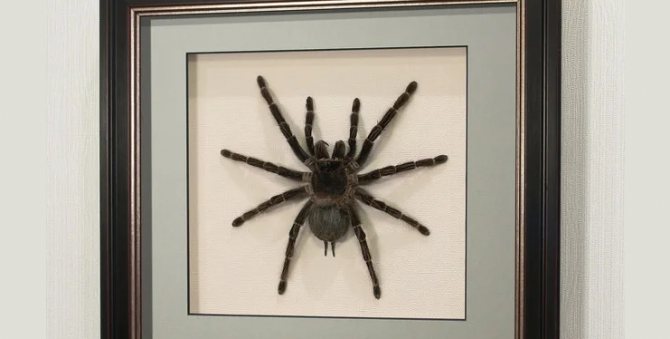 Засушенный паук для коллекции
