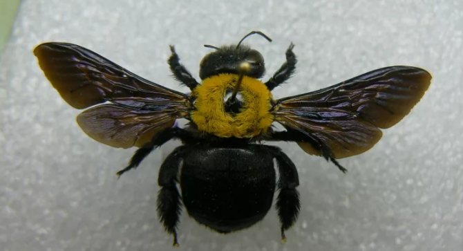 Dried bumblebee for collection