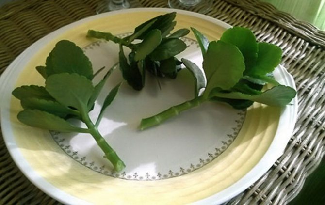 Healthy Kalanchoe seedlings on a plate before planting