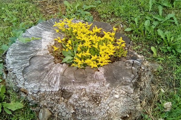 yellow flowers on a stump