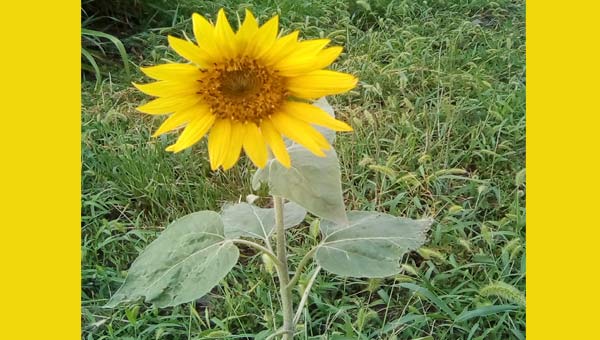 Yellow sunflower on the lawn