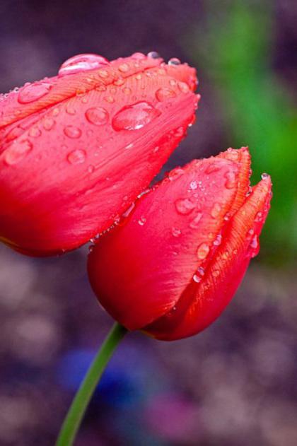 Значение цвета тюльпанов