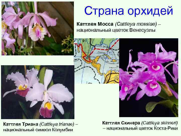 Значение цветка орхидея, что символизирует орхидея