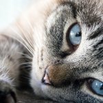 Значение кошки по фен-шуй